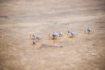 Fototapeta na wymiar Soldier crabs on Fraser Island.