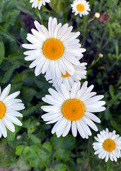 Wild chamomile flowers on a sunny day.