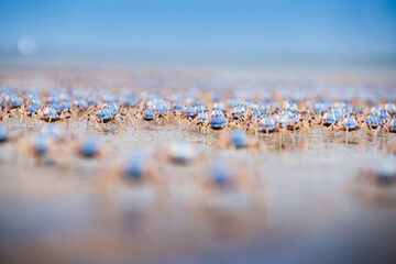 Soldier crabs on Fraser Island.