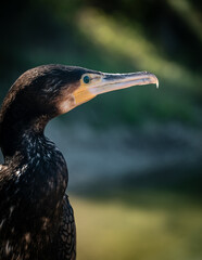 Great cormorant (Phalacrocorax carbo) portrait, close-up