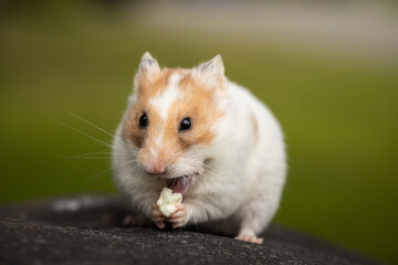 Cute teddy bear hamster outside eating popcorn