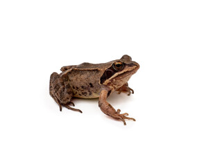 brown frog on a white, isolated background