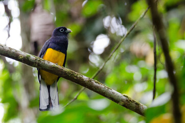 White-tailed Trogon