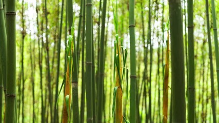 Time lapse of bamboo shoots growing in the woods from morning to evening plant growth progress 