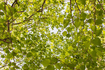 Fototapeta na wymiar tree branches with many leaves bottom view