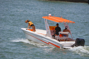Young  couple and their pet Airedale Terrior enjoying a Saturday afternoon cruise on Biscayne Bay...