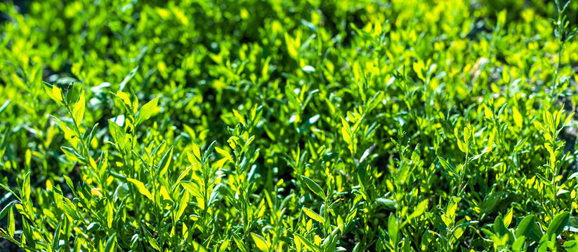 weed Polygoni avicularis herba in summer in the field. Close-up blossom flowers. banner. beautiful morning nature.