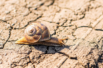Helix pomata creeps on dry cracked earth. summer drought