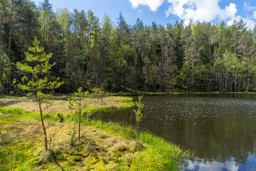 View of the forest lake, the system of Blue Lakes in Belarus