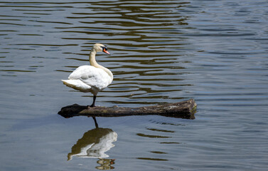 Mute swan perched on a tree trunk floating on the water of a lake.