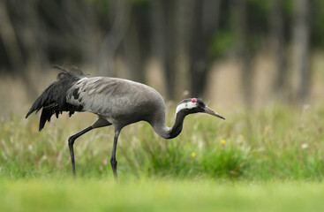 Common grane ( Grus grus ) in forest