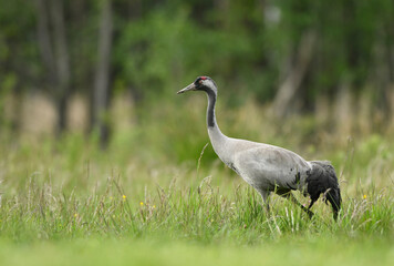 Common grane ( Grus grus ) in forest