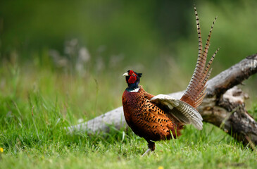 Ringneck Pheasant (Phasianus colchicus) male