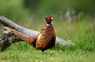 Ringneck Pheasant (Phasianus colchicus) male