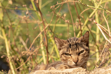 Fototapeta premium Kitten crouched in the undergrowth. Feline lying down and on the prowl looking suspiciously and cautiously at the photographer's camera in a forest near the city at sunrise