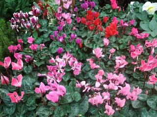 pink and white flowers