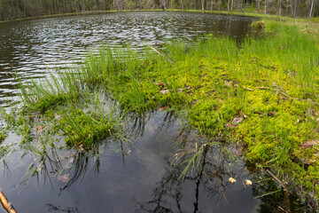 View of the forest lake, the system of Blue Lakes in Belarus