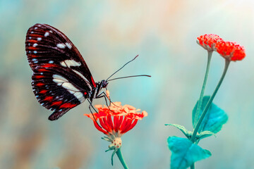 Closeup beautiful butterfly in a summer garden © blackdiamond67
