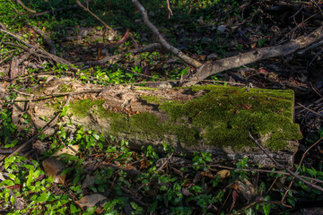 tree trunk full of moss in the middle of a forest