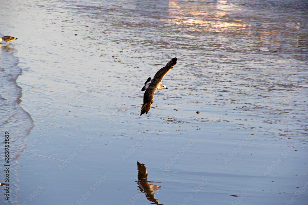 Canvas Prints bird on beach