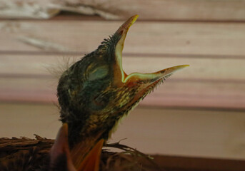 Baby cardinal asking for a meal.