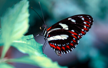 Closeup beautiful butterfly in a summer garden