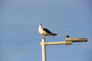 seagull