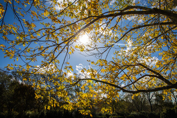Autumn Shine