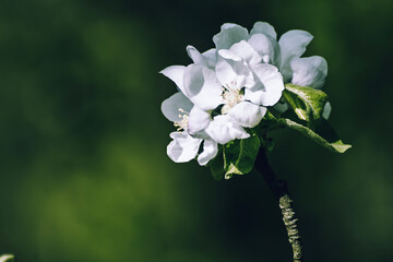 white flowers of a tree