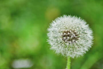dandelion seed head