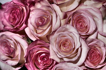 pink roses background macro 