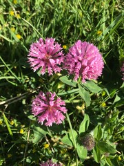 close up of three pink clovers in a green field 