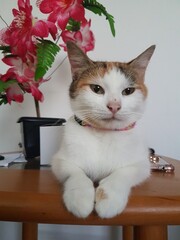 Beautiful cat in table