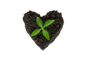 Green plant growing out from soil isolated on white background