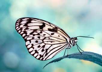 Naklejka na ściany i meble Closeup beautiful butterfly in a summer garden