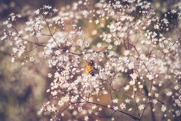 A bee pollinates beautiful small white flowers on a tree
