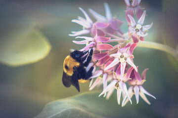 A beautiful fluffy bumblebee sits on a pink and white flower.