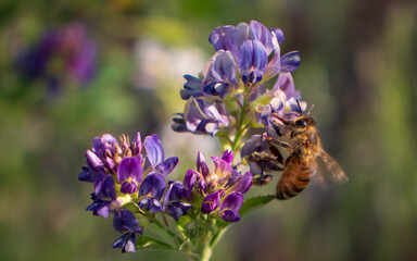 A beautiful macro picture of Alfalfa flower blooming with a bee collecting the pollen.