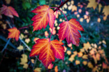 Beautiful maple leaves turning red in the fall.