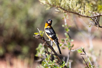 Birds of Garden of the Gods Colorado