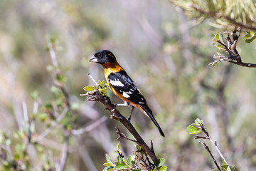 Birds of Garden of the Gods Colorado