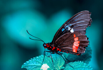 Closeup beautiful butterfly in a summer garden