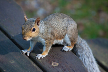 Squirrel in the park