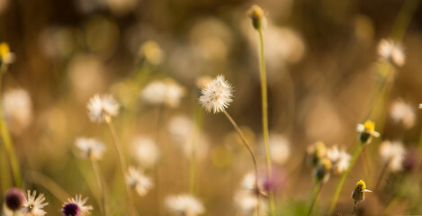 Beautiful dandelion flowers in spring in a field close-up in the golden rays of the sun