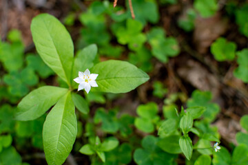 Arctic starflower (Trientalis europaea) with blossom.