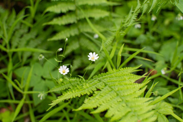white Stellaria media flowers blooming