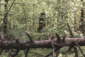 Fallen tree in the forest