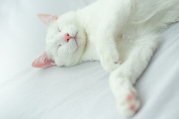Gato durmiendo