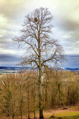 Fototapeta na wymiar Tree in the foreground, spring, Callenberg Castle