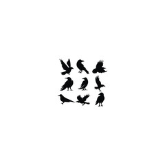 silhouette of birds